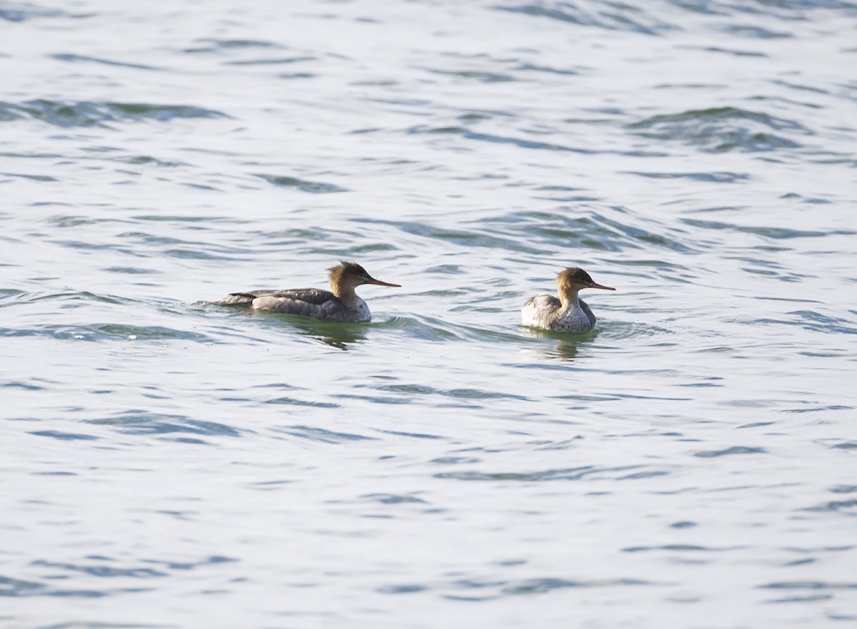 Zerra ertaina - ML645866991