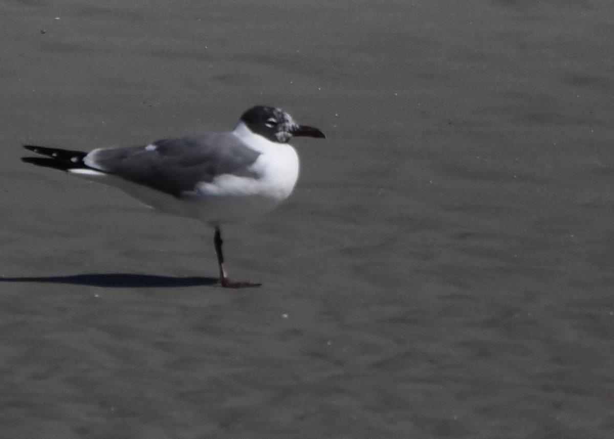 Gabbiano sghignazzante - ML645866994