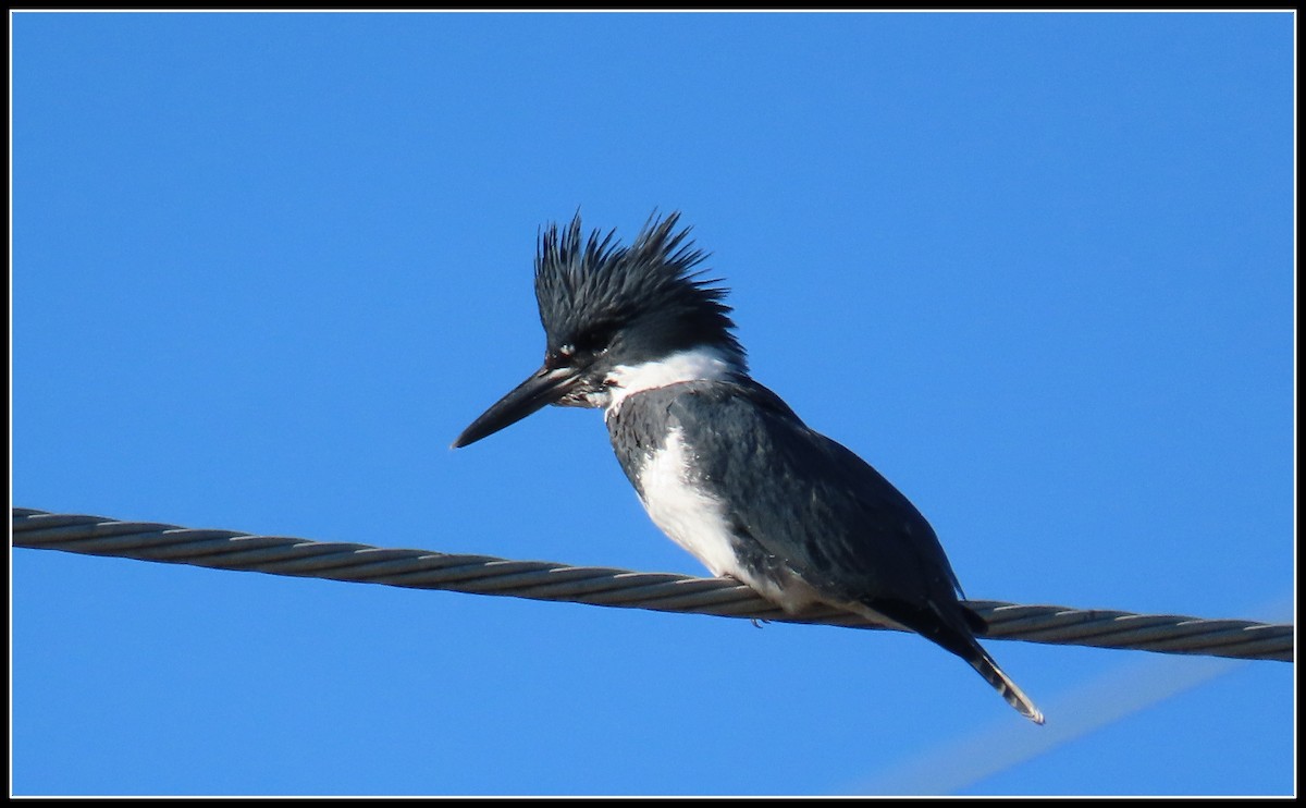 שלדג אמריקני - ML645867000
