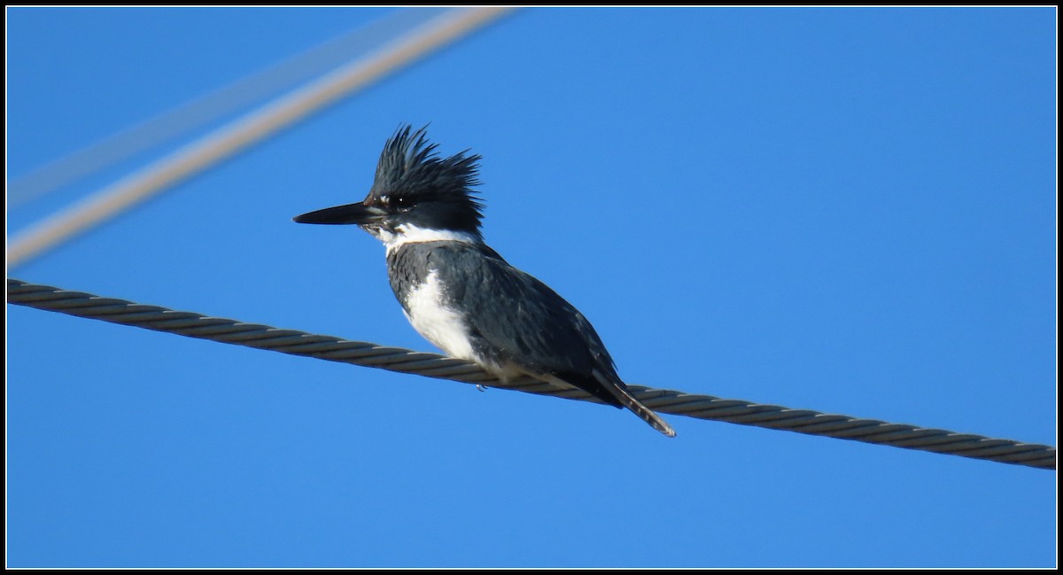 שלדג אמריקני - ML645867001