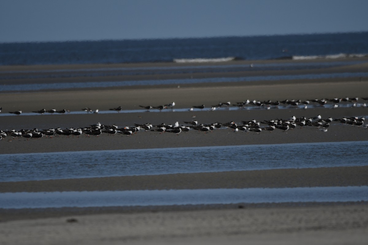 Black Skimmer - ML645867004