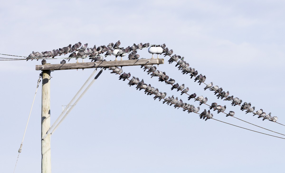 Kaya Güvercini (evcil tip) - ML645867008