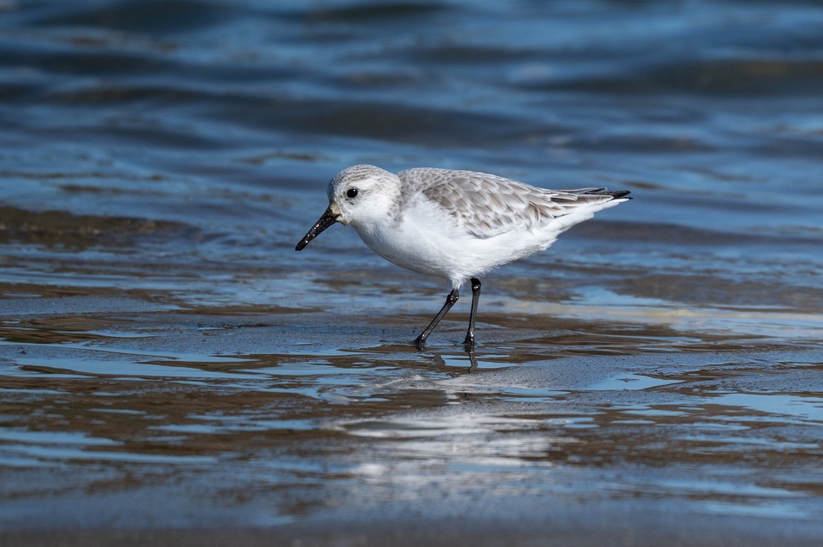 Песчанка - ML645867010