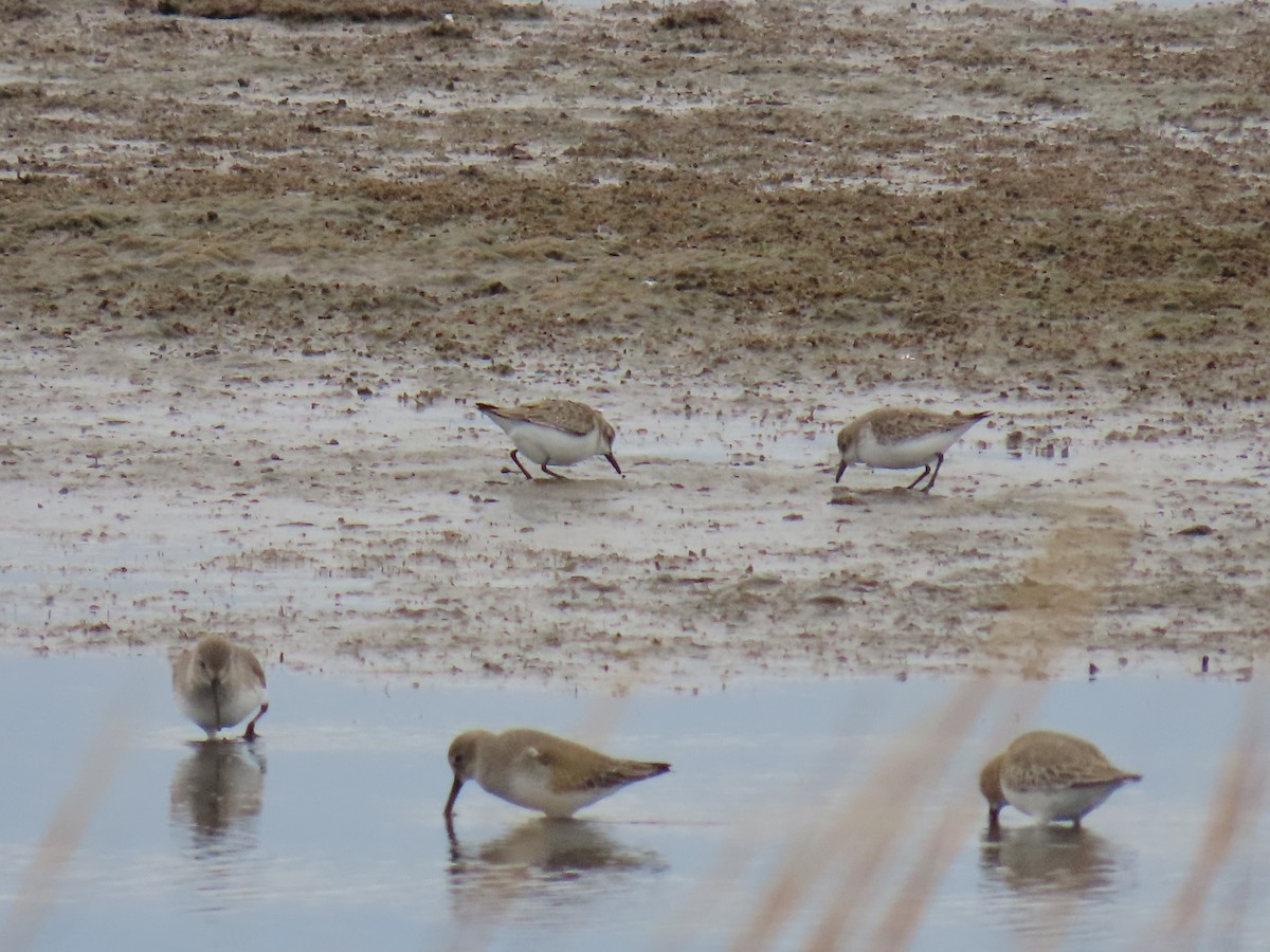 Semipalmated Sandpiper - ML645867017