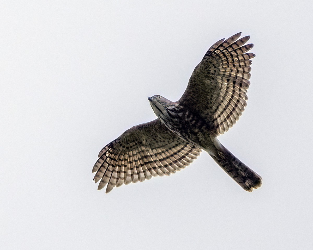 Gray-faced Buzzard - ML645867019