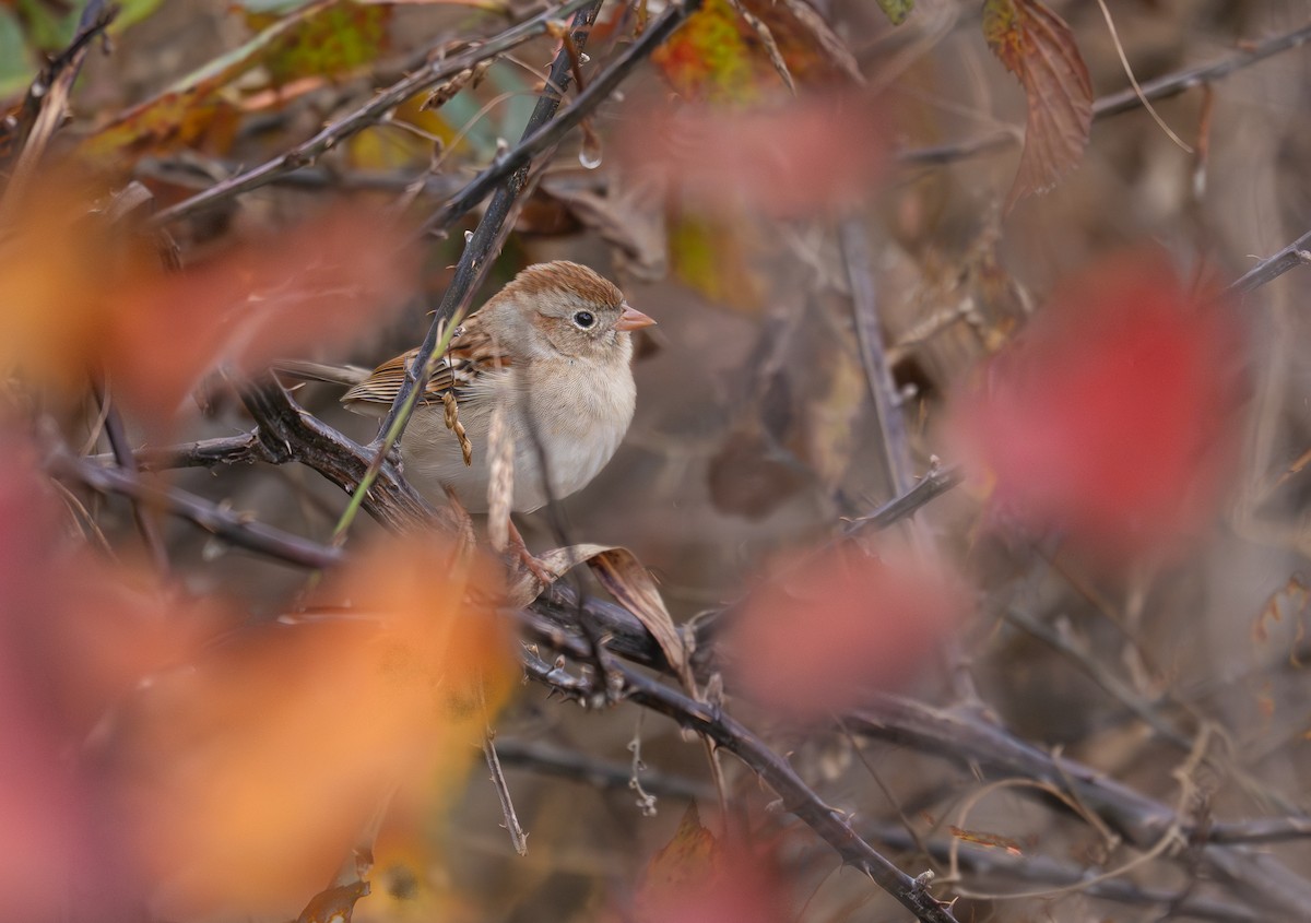 Field Sparrow - ML645867028