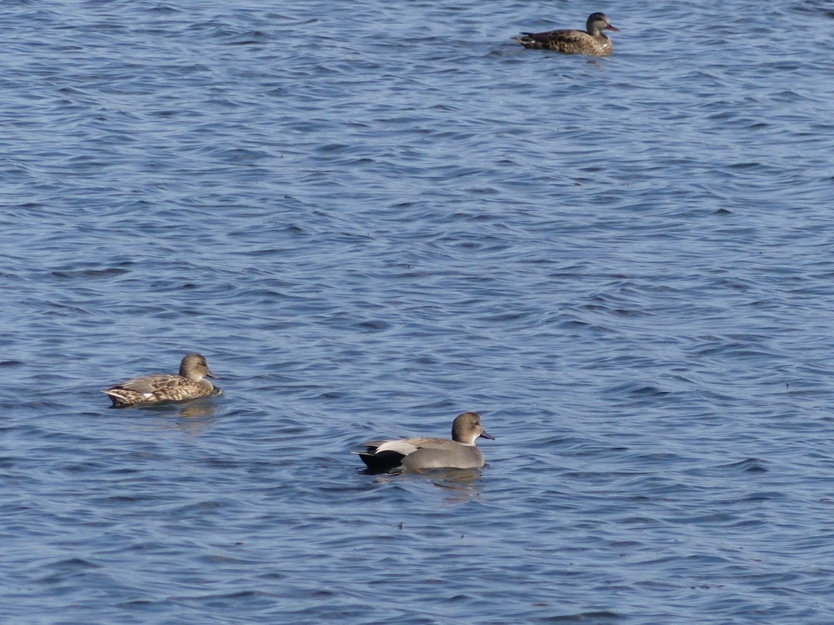 Boz Ördek - ML645867031