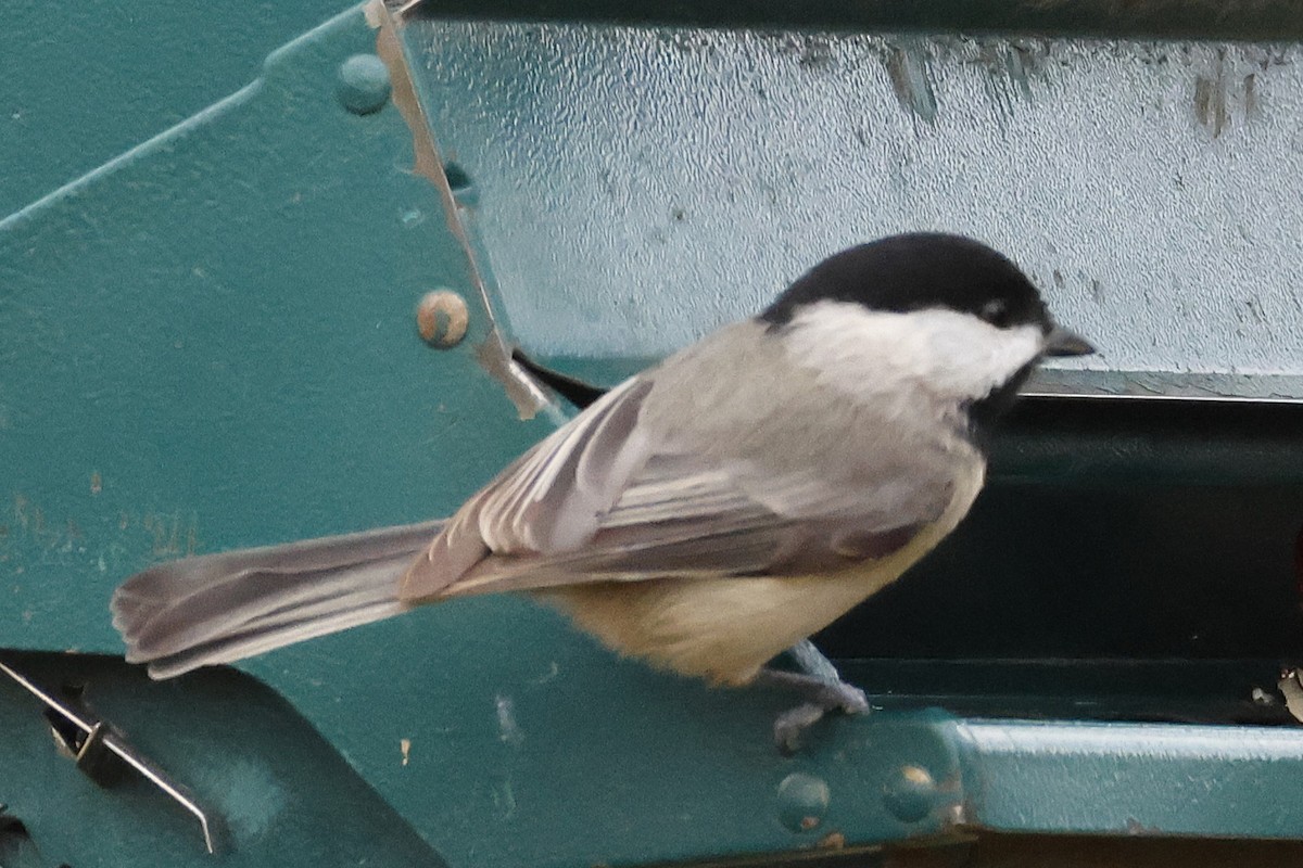 Carolina Chickadee - ML645867033