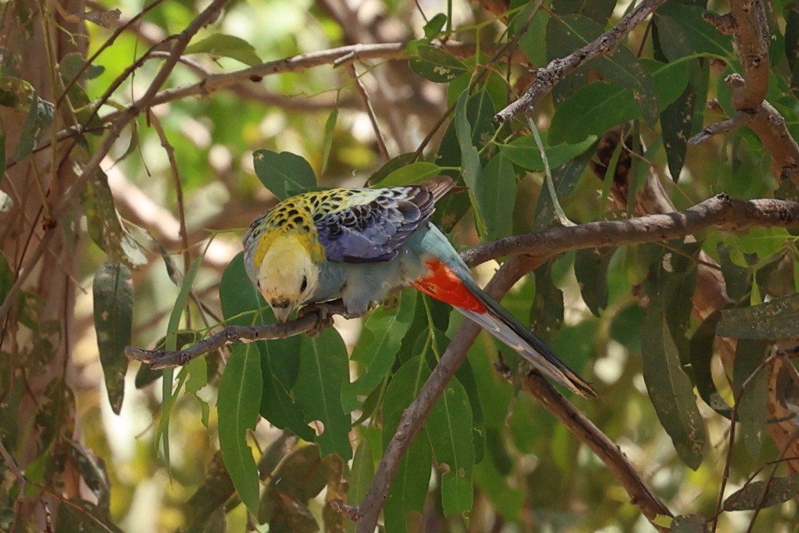 Pale-headed Rosella - ML645867034