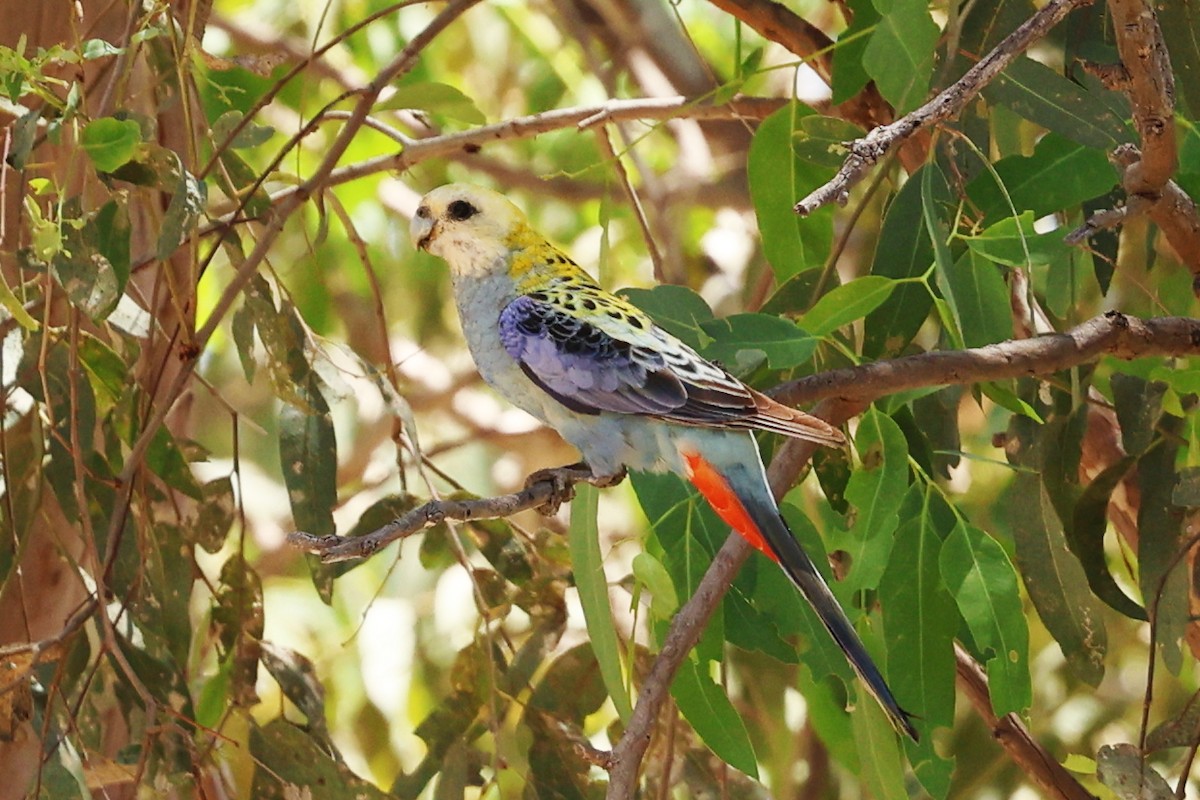 Pale-headed Rosella - ML645867035