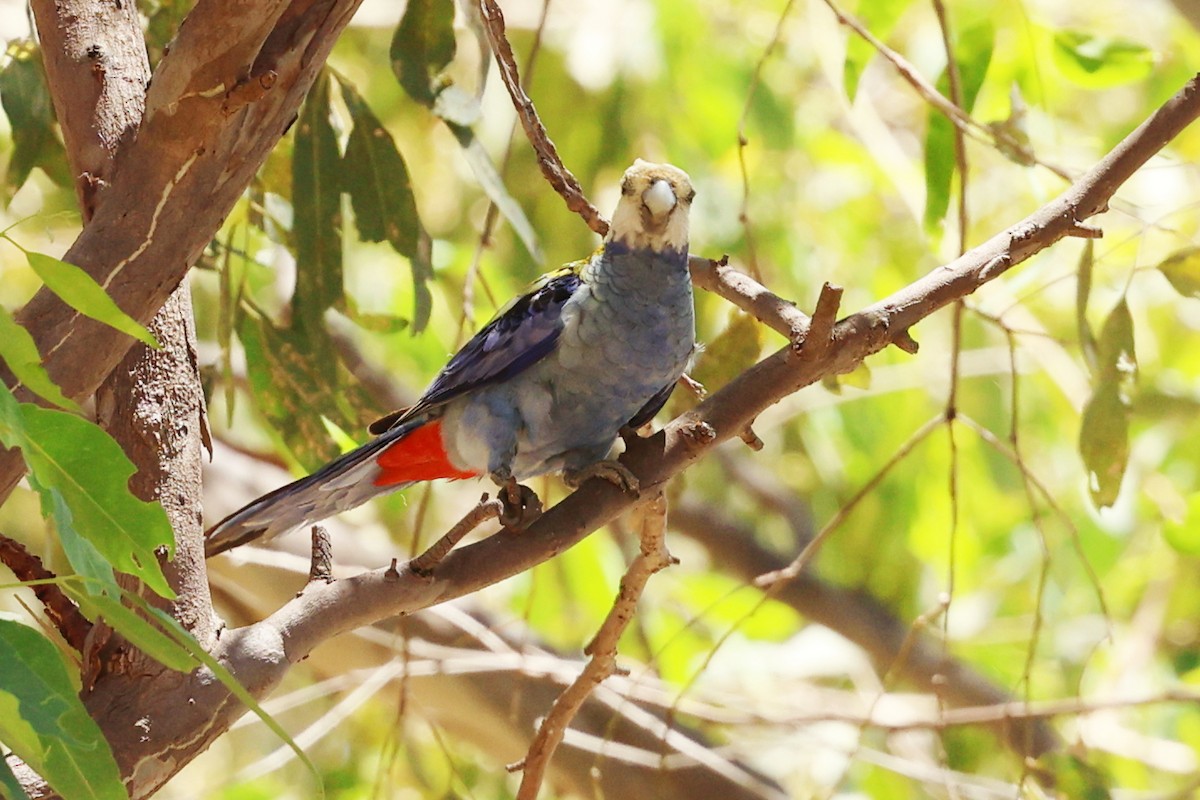 Pale-headed Rosella - ML645867036