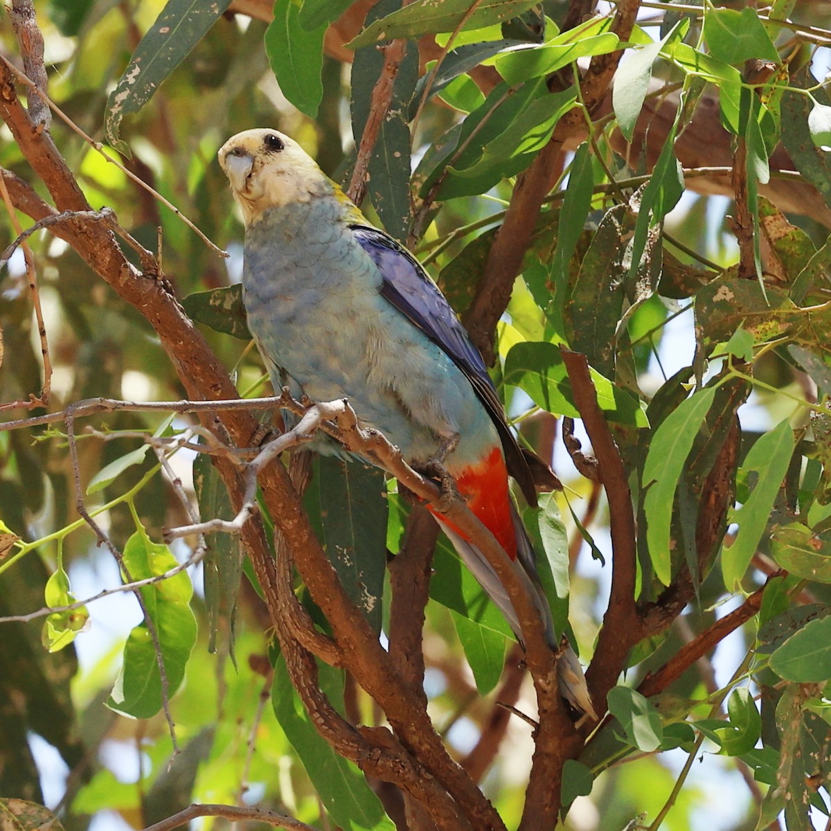 Pale-headed Rosella - ML645867037