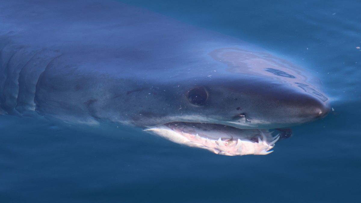 Mako Sharks - ML645867038