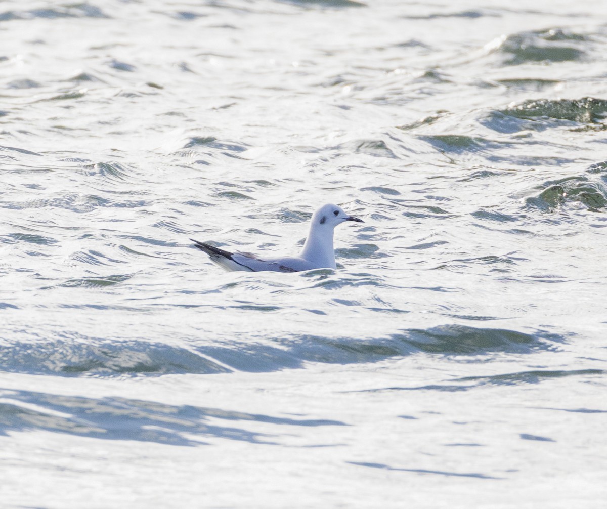 Bonaparte's Gull - ML645867040