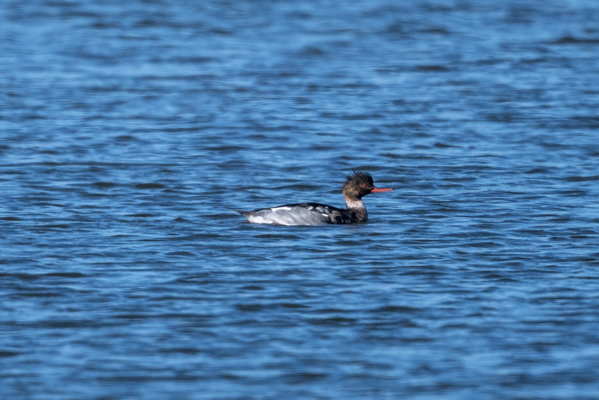 Zerra ertaina - ML645867046