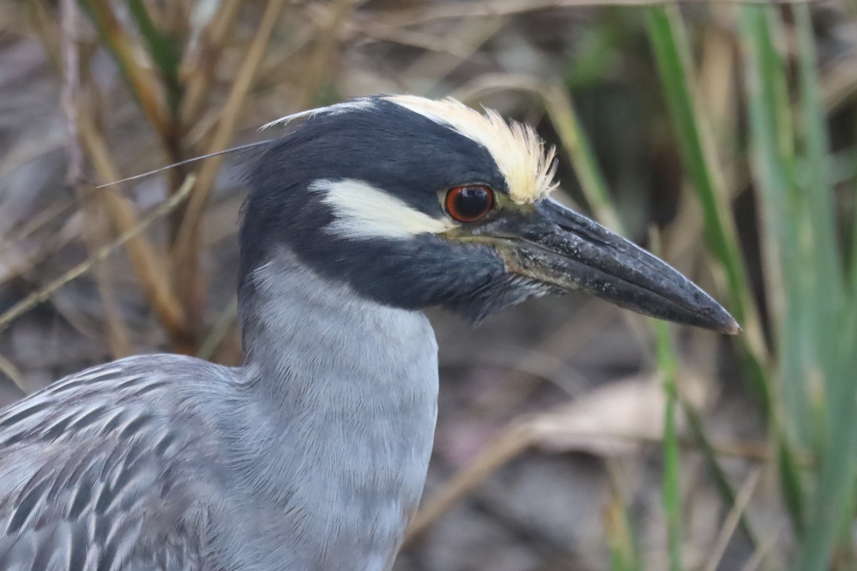 kvakoš žlutočelý - ML645867050