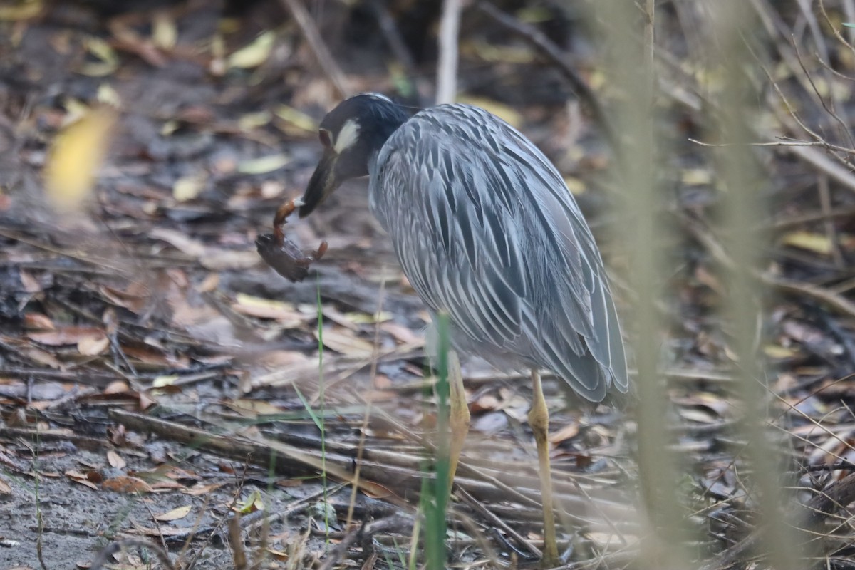 kvakoš žlutočelý - ML645867051