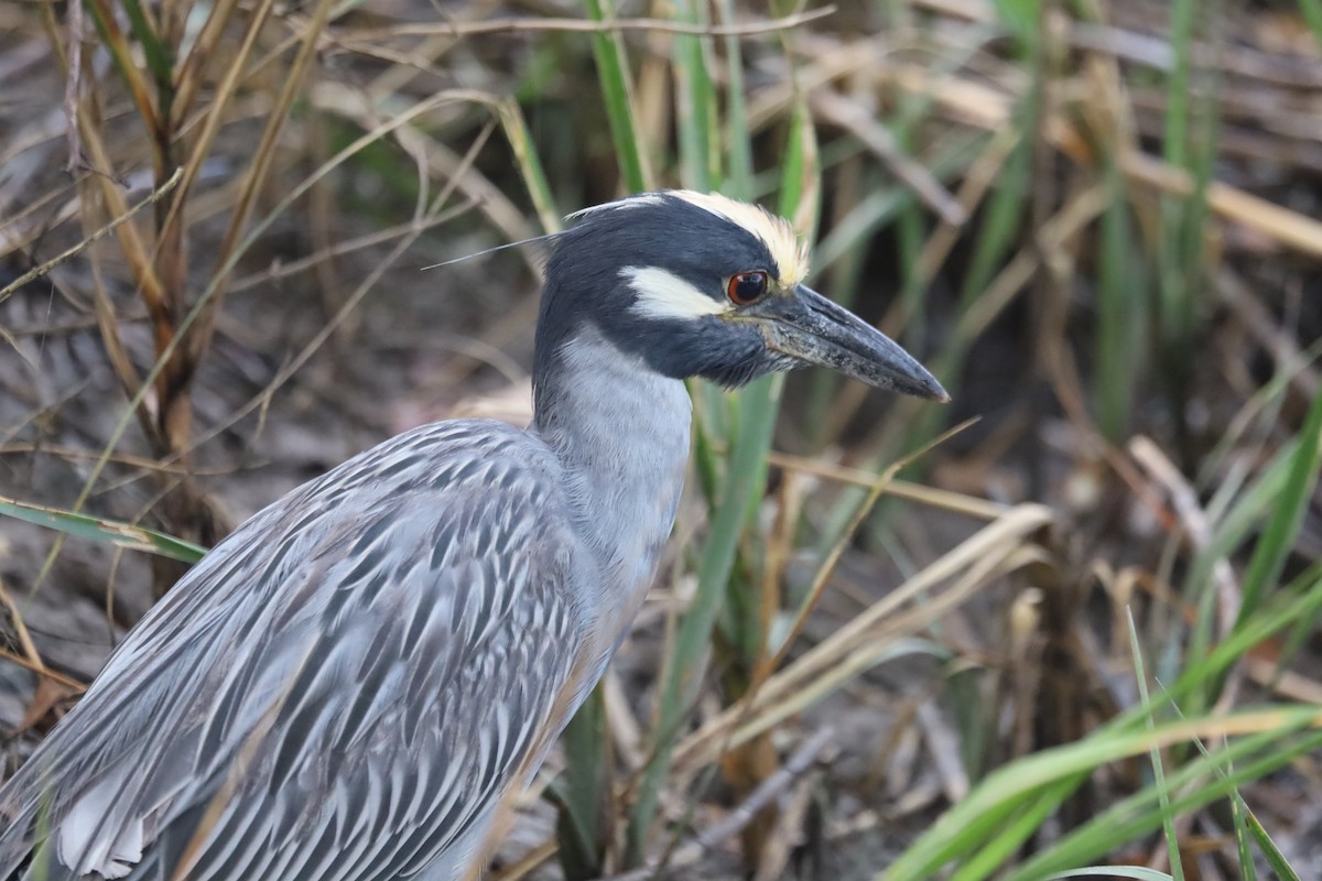 kvakoš žlutočelý - ML645867052