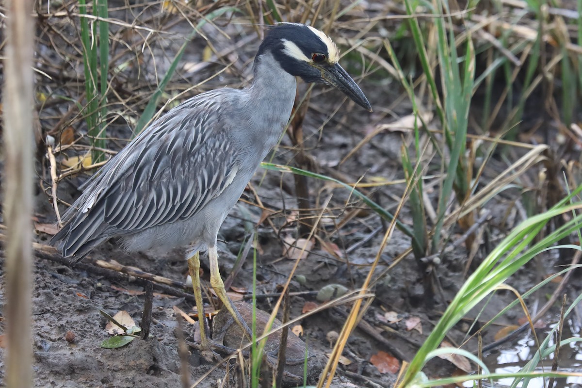 kvakoš žlutočelý - ML645867053