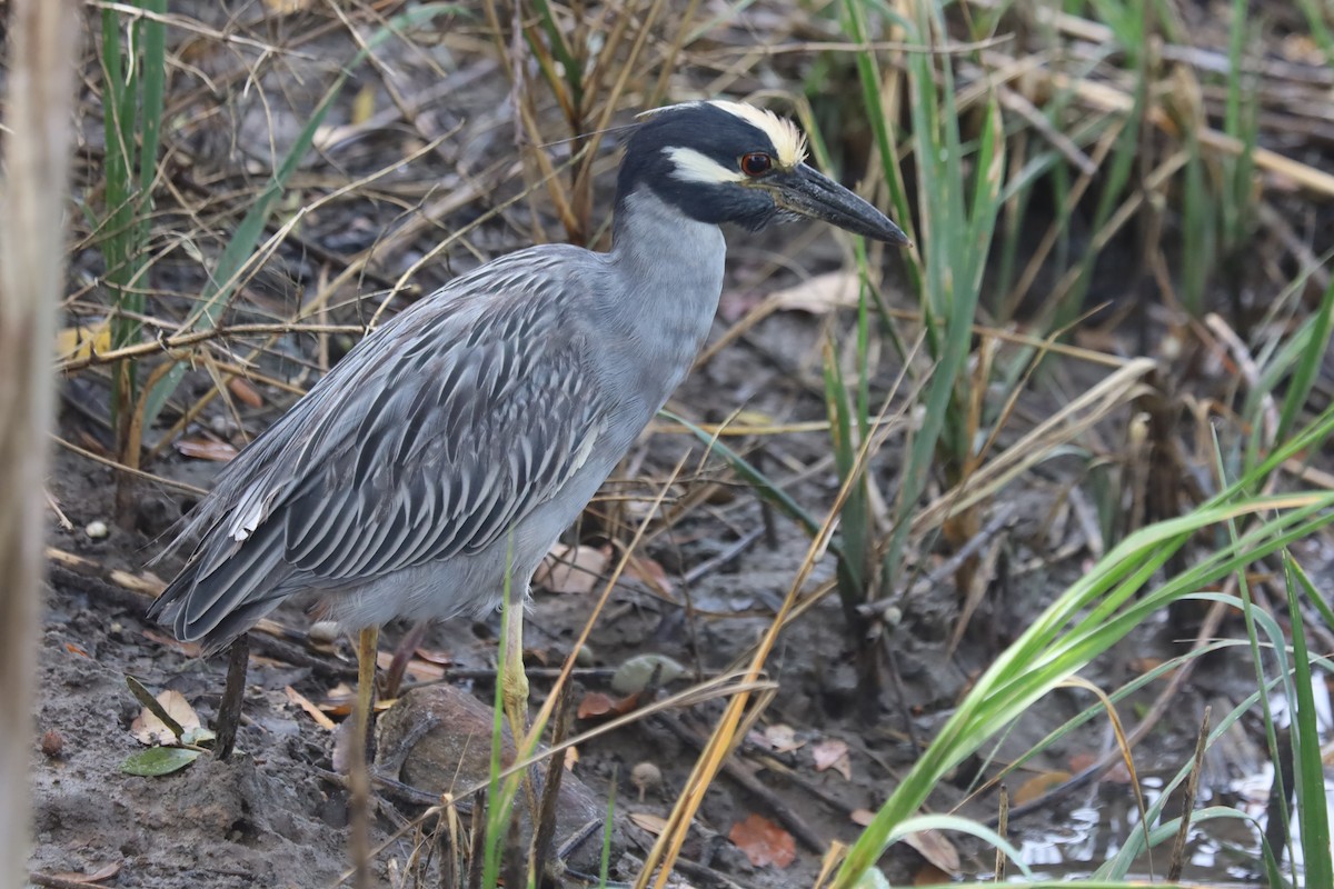 kvakoš žlutočelý - ML645867054