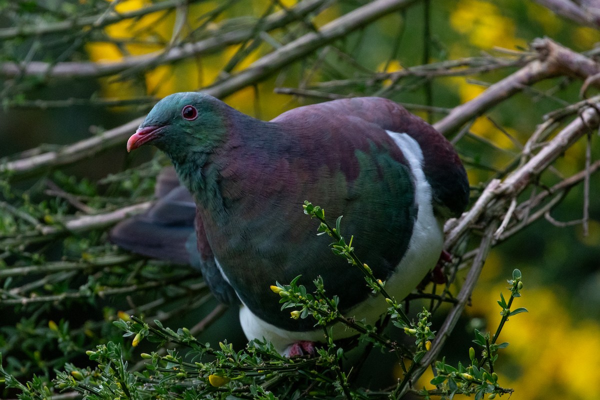 New Zealand Pigeon - ML645867055