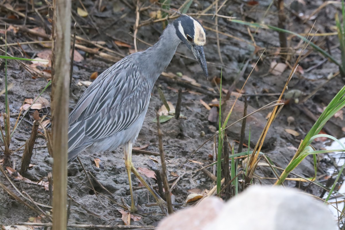 kvakoš žlutočelý - ML645867056