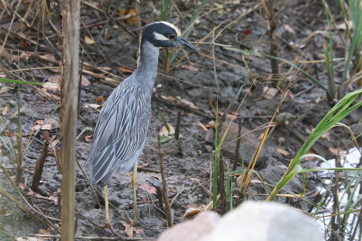 kvakoš žlutočelý - ML645867057