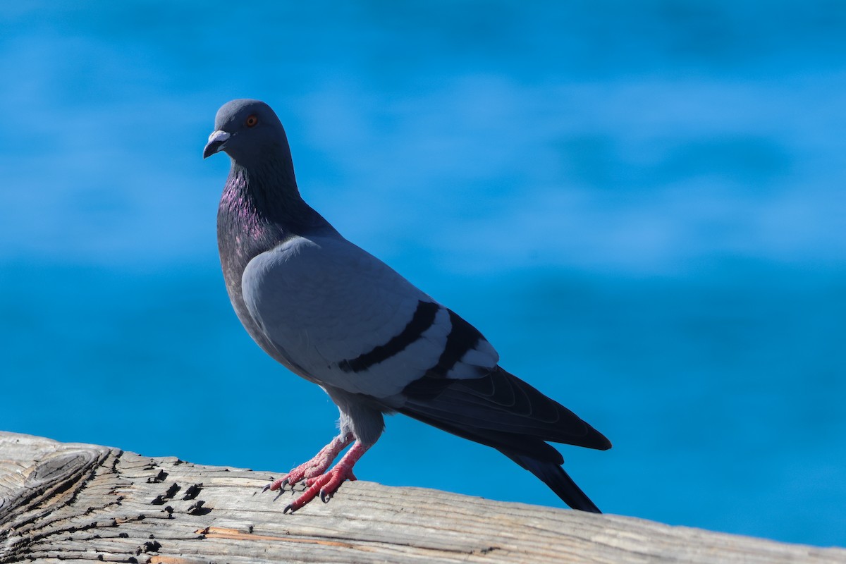 Kaya Güvercini (evcil tip) - ML645867061