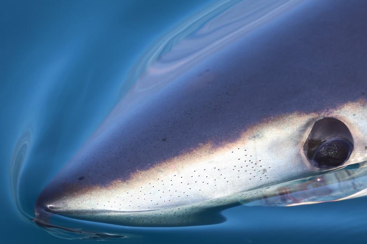 Mako Sharks - ML645867062