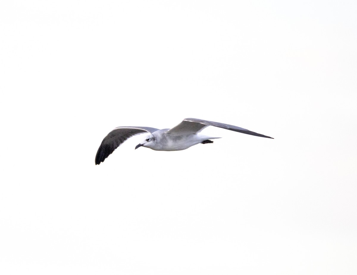 Gabbiano sghignazzante - ML645867073