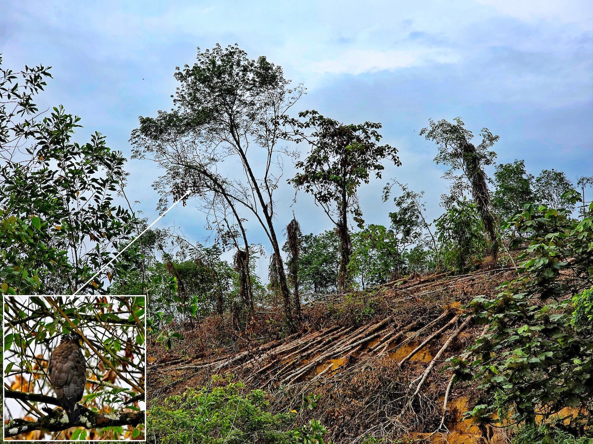 Culebrera Chiíla - ML645867075