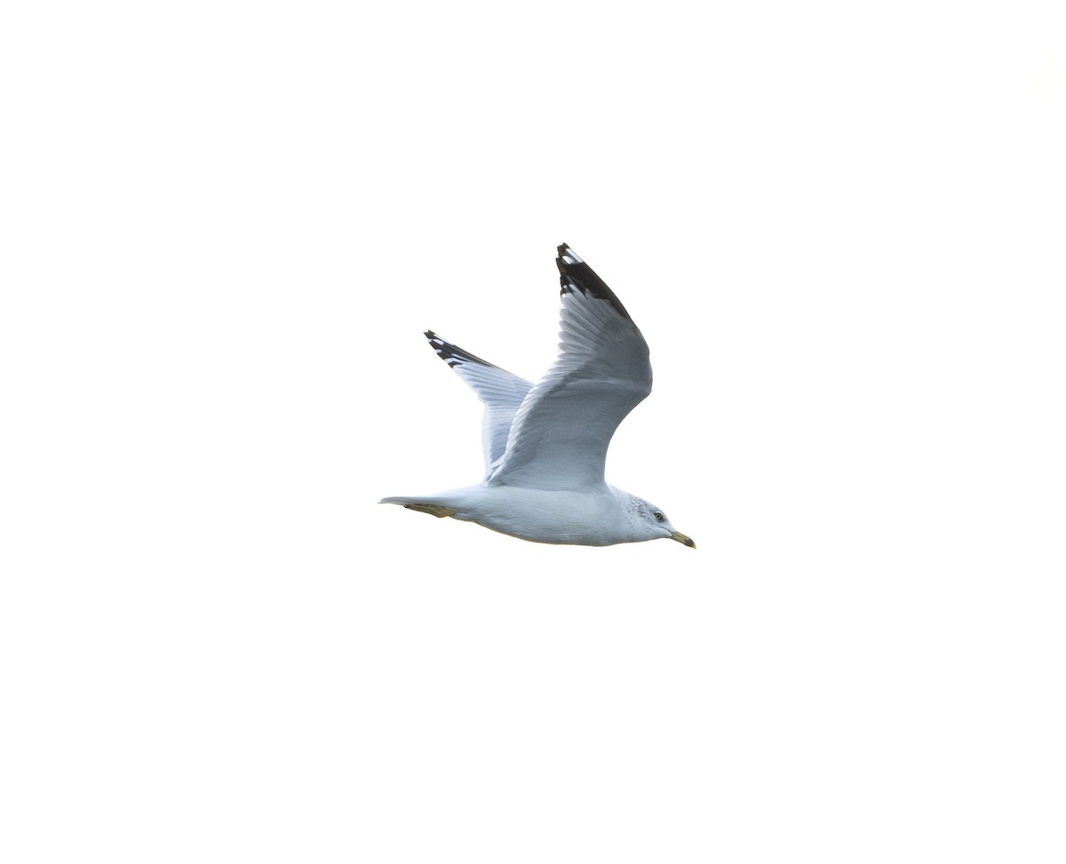 Ring-billed Gull - ML645867080