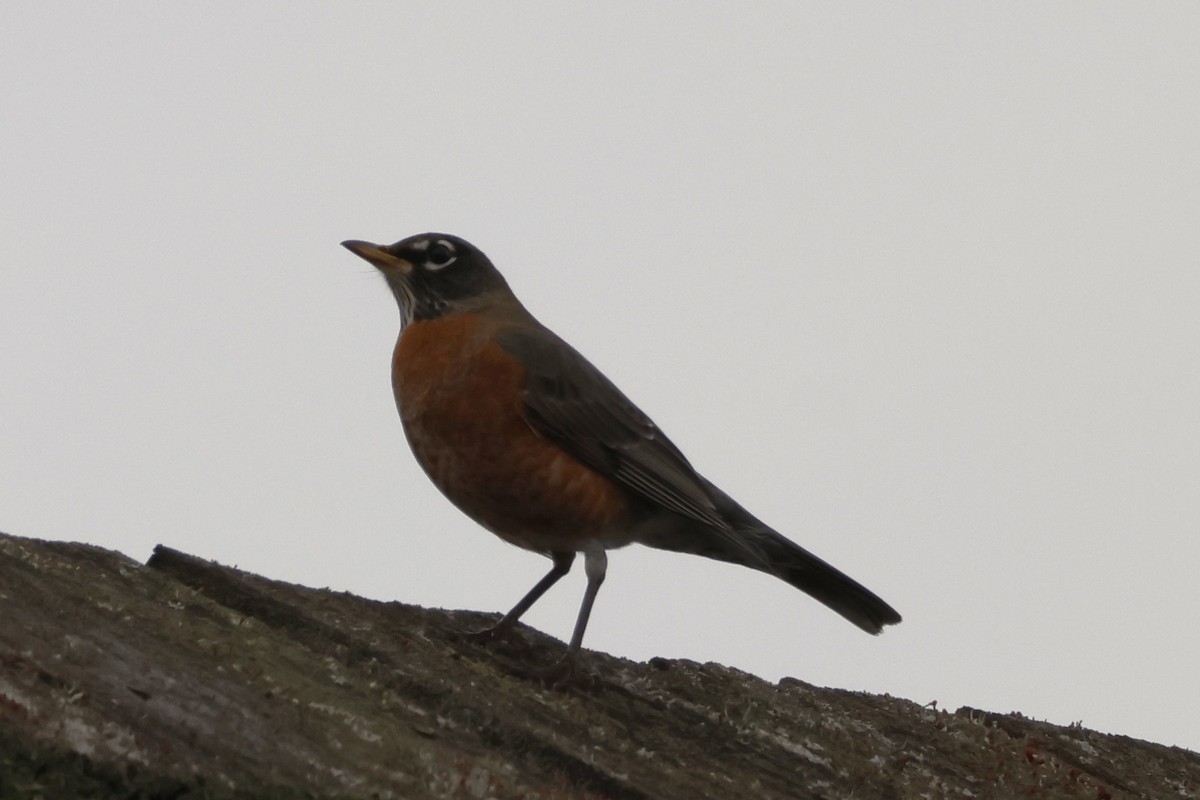 American Robin - ML645867081
