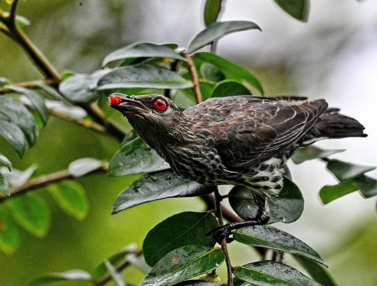 Asian Glossy Starling - ML645867099