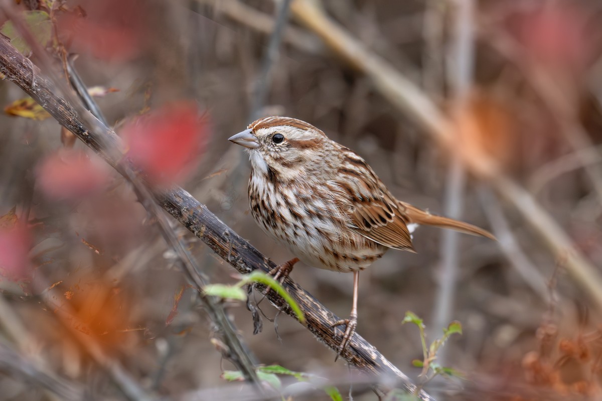Song Sparrow - ML645867107