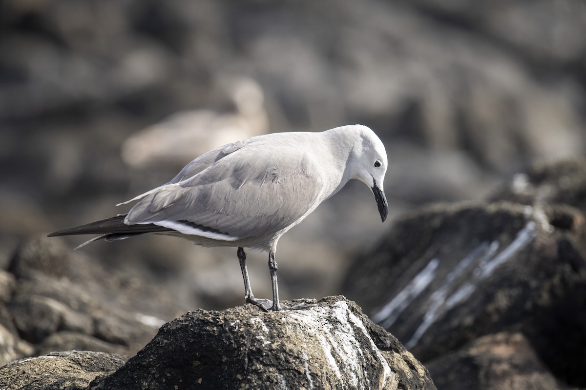 Gray Gull - ML645867113