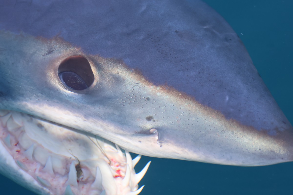 Mako Sharks - ML645867117