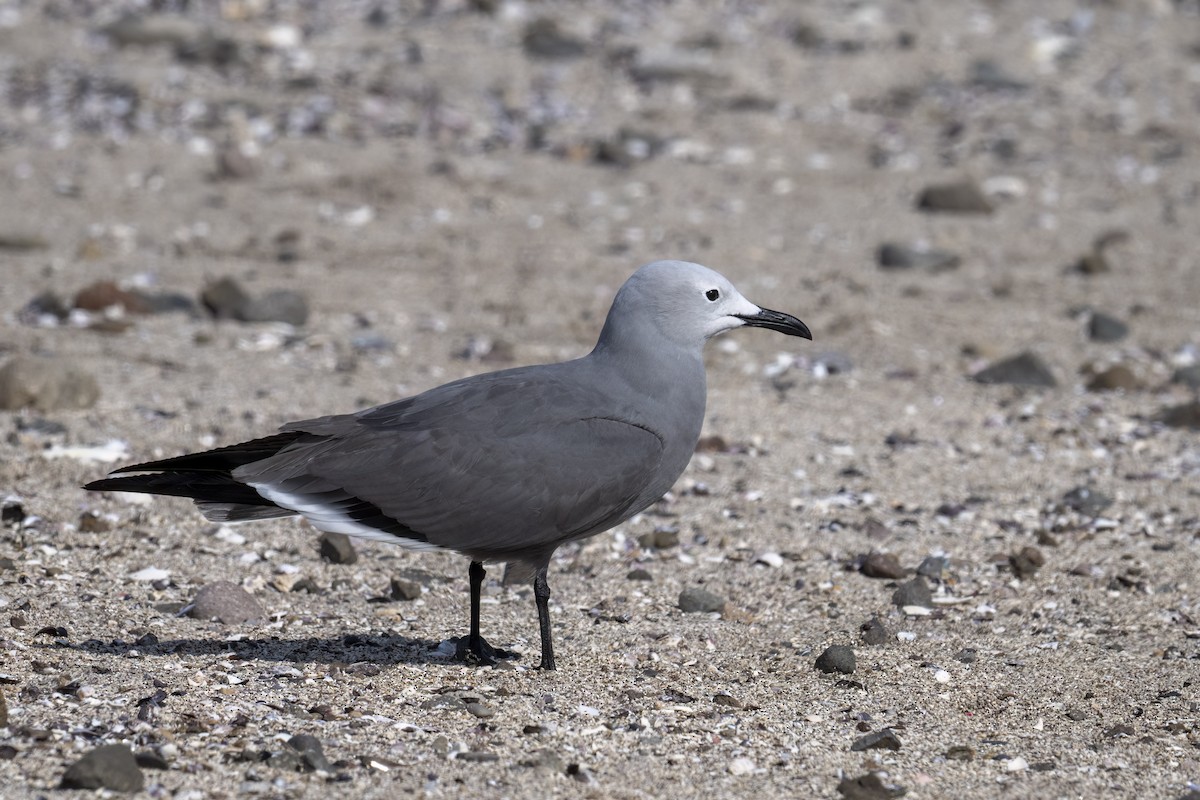 Gray Gull - ML645867118