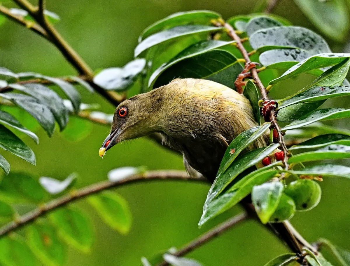 Red-eyed Bulbul - ML645867119