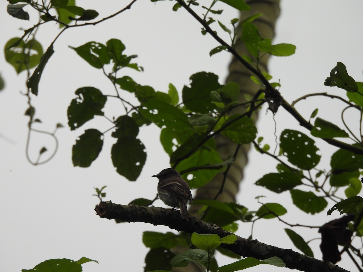 Tumbes Pewee - ML645867121