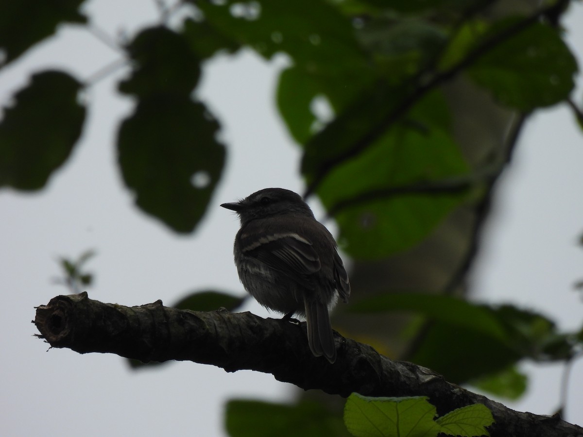 Tumbes Pewee - ML645867122