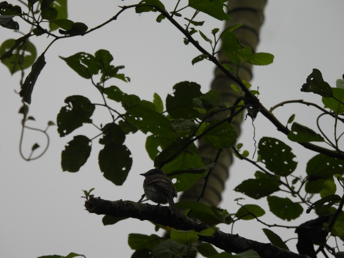 Tumbes Pewee - ML645867123