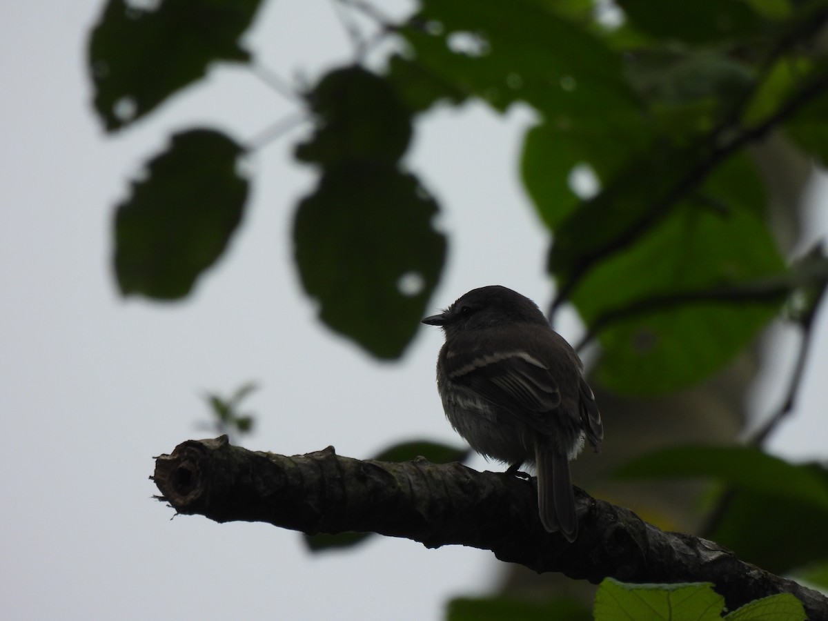 Tumbes Pewee - ML645867124