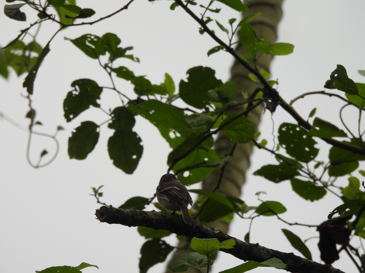 Tumbes Pewee - ML645867125