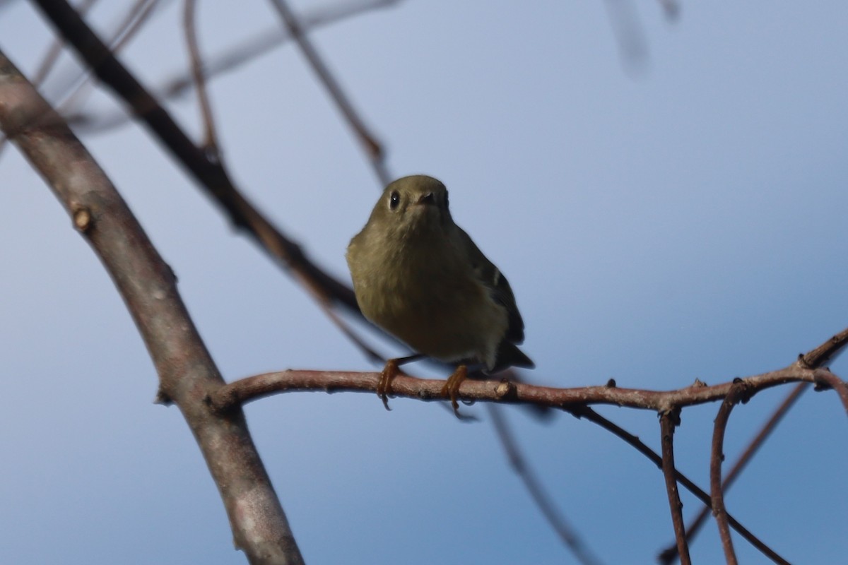 králíček americký - ML645867126