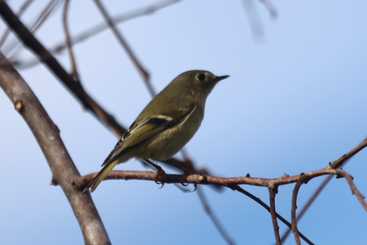 králíček americký - ML645867127