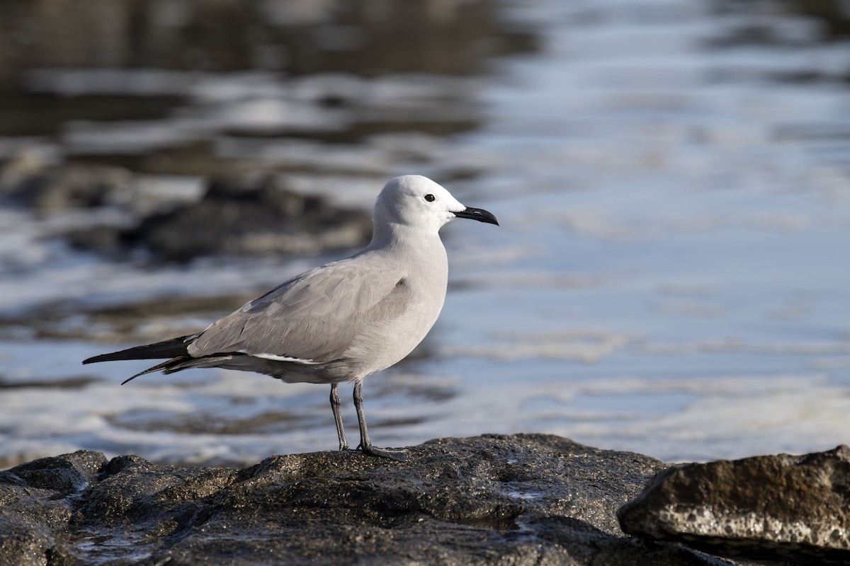 Gray Gull - ML645867128