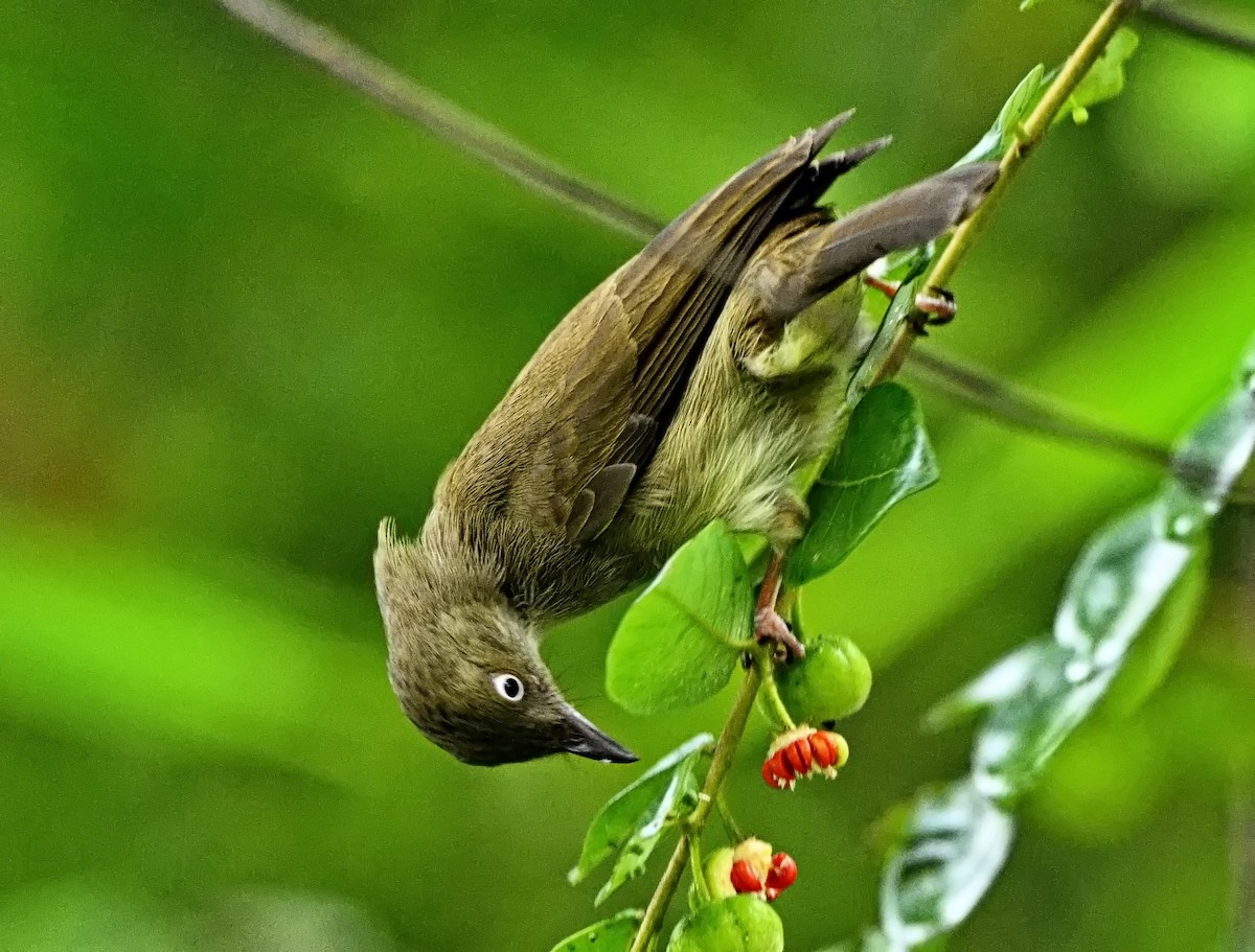 Cream-vented Bulbul - ML645867133
