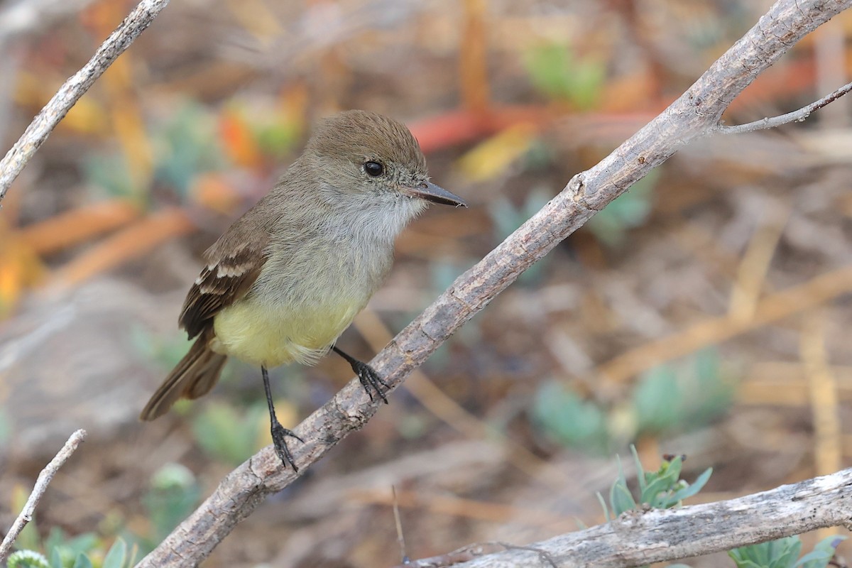 Галапагосский миарх - ML645867134