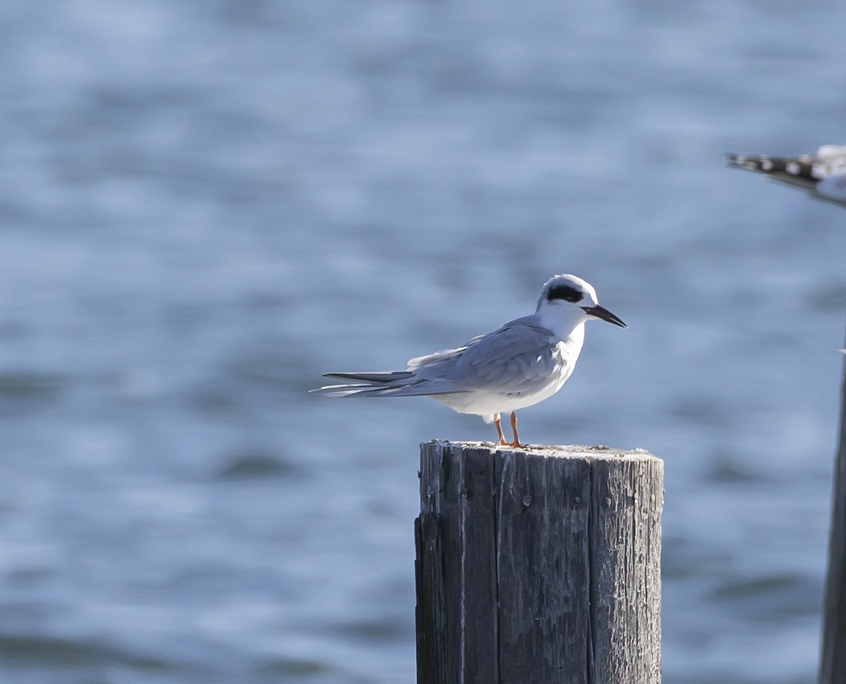 Forster's Tern - ML645867136